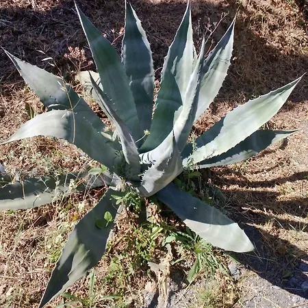 Alla Palombara Di